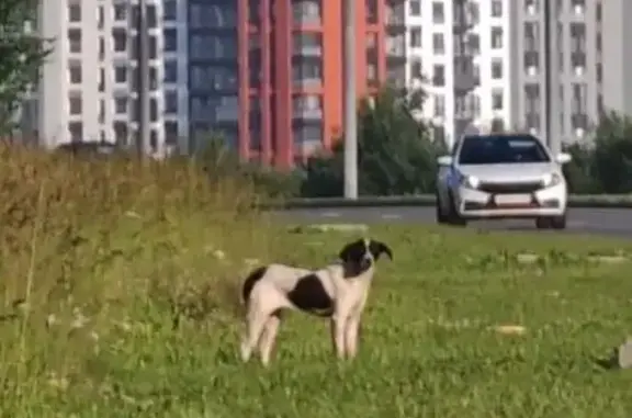 Пропала собака, Район Мотовилихинский (г Пермь), Пермь — среднего размера, белая с крупными тёмными пятнами, с висячими тёмными ушами - photo
