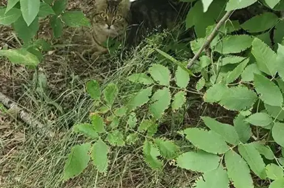 Найдена кошка, Барнаул, фото: Найдена кошка, Барнаул, Сухэ-Батора, д. 8 — жёлто-чёрного окраса
