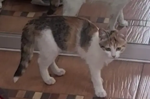 Пропала кошка, Белгород, 3-й Рассветный, д. 30, Белгород — котёнок, девочка 4 месяца - photo