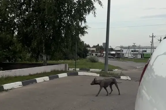 Найдена собака, Люберцы, фото: Найдена собака, Островцы, Северная, д. 512, Люберцы — девочка, похожа на тайского риджбека