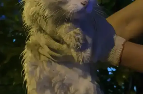 Найдена кошка, Хабаровск, фото: Найдена кошка, Район Железнодорожный (г Хабаровск), Воровского, д. 21, Хабаровск — хвост как у бобтейла, жёлтые глаза