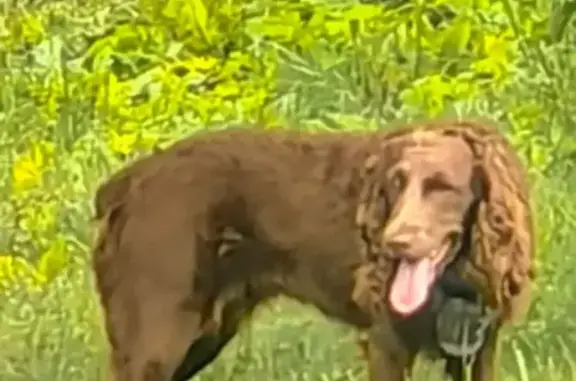 Найдена собака, Подольск, фото: Найдена собака, Поселок Дубровицы (г Подольск), Подольск — медно-рыжая, с намордником на шее