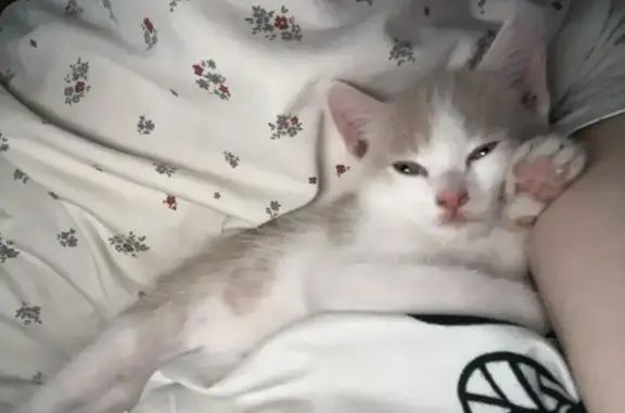 Пропала кошка, Бийск, Нижне-Цесовская, д. 1г, Бийск — рыжий котёнок возле ТЦ «Ривьера» - photo