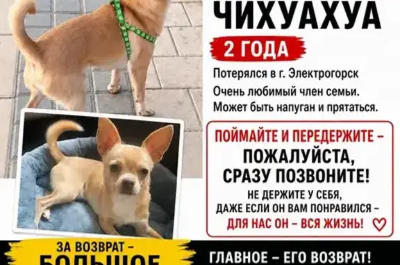 Пропала собака, Калинина, Электрогорск — чихуахуа мини, зовут Мени - photo