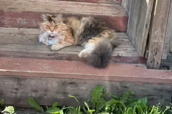 Пропала кошка, Переславль-Залесский — трёхцветная, пушистая - photo
