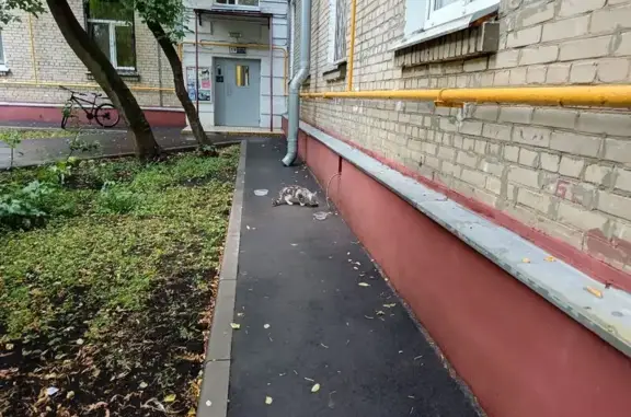 Найдена кошка, Москва, фото: Найдена кошка, Москва, Новочерёмушкинская, д. 7/8 — белая кошка с серыми пятнами, пугливая