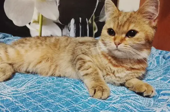 Найденные животные Клин, фото: Найдена кошка, Клин — золотой окрас, очень ласковая, шотландская прямоухая