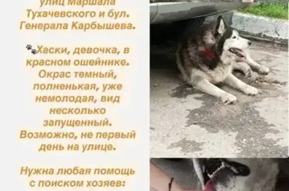 Найдена собака, девочка, район Хорошево-Мневники, Генерала Карбышева, д. 2, Москва — хаски в красном ошейнике - photo