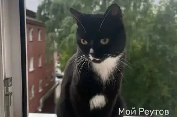 Пропала кошка, Реутов, Победы, д. 11 — выпрыгнула из окна - photo