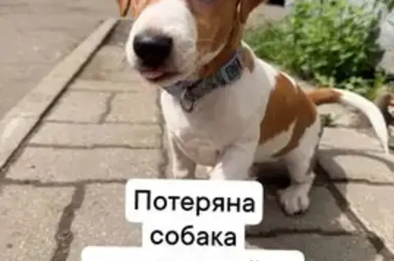 Пропала собака, Переславль-Залесский, Строителей, д. 31, Переславль-Залесский — бело-коричневая, с ошейником с пончиками - photo