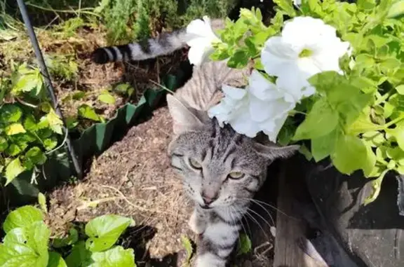 Найдена кошка, Тюмень, фото: Найдена кошка, Тюмень, Дачная, Тюмень — ласковая, добрый котик, любит руки
