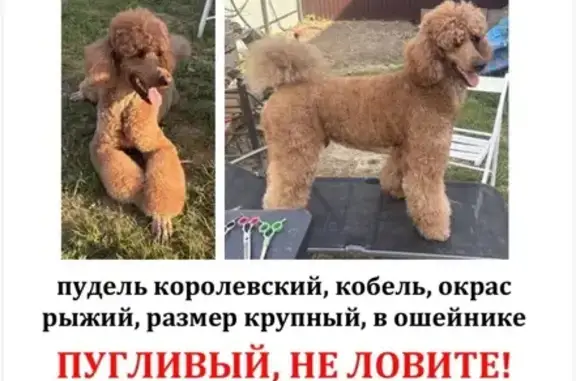 Пропала собака, Домодедово, Советская, д. 49а, Домодедово — пудель королевский, рыжий, с синим ошейником - photo