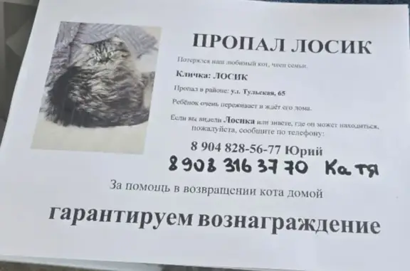 Пропала кошка, Округ Центральный (г Омск), Тульская, д. 63, Омск — пушистая, без кончика левого ушка - photo