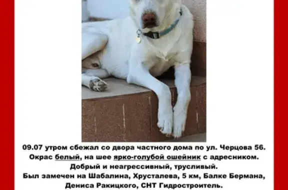 Пропала собака, Черцова, д. 56, Севастополь — белый окрас, голубой ошейник с адресником - photo