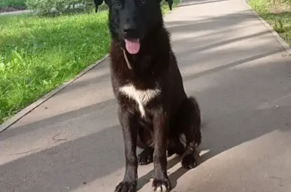 Объявления о пропавших и найденных животных, Пермь, фото: Найдена собака, Пермь, Баранчинская, д. 16