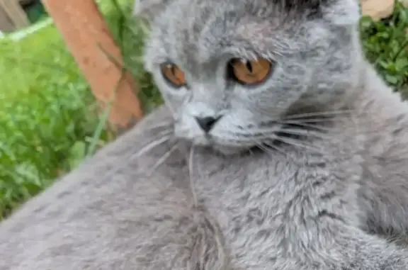 Объявления о пропавших и найденных животных, Голицыно, фото: Найдена кошка, Голицыно, Мира, Голицыно — шотландская вислоухая, молодой(ая), серый (дымчатый) окрас