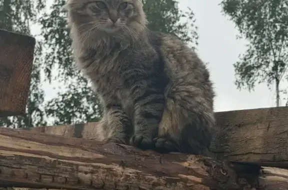 Кошки потеряшки, Люберцы, фото: Потеряшка кошка, Территория ДНТ Сосновый бор (г Люберцы), Футбольная, д. 863, Люберцы — пушистая, ручная, кастрированная