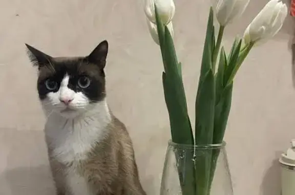Пропала кошка, Юрина, д. 202А 1, Барнаул — белые лапки, как сапожки - photo