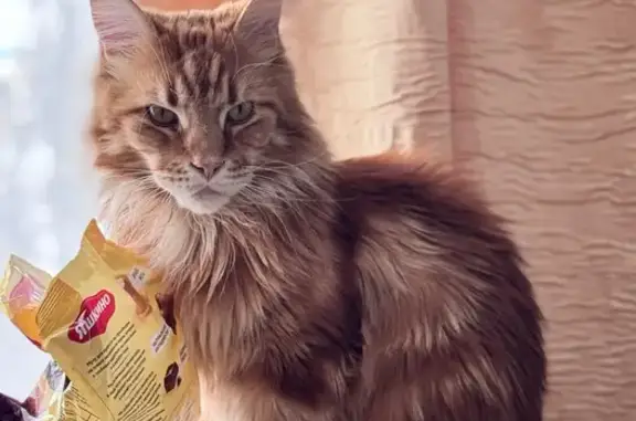 Кошки потеряшки, Башкултаево, фото: Потеряшка кошка, Село Башкултаево, Колхозная, д. 7, Башкултаево — выбрита шерсть на шее