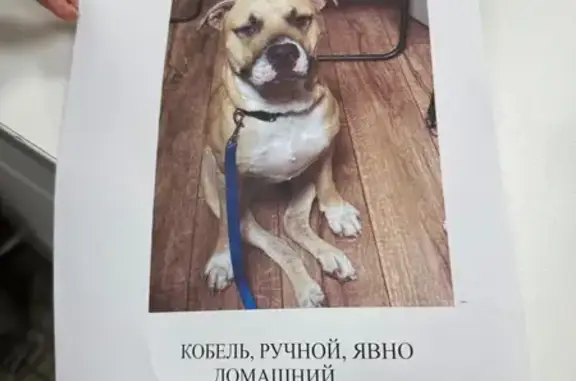 Объявления о пропавших и найденных животных, Москва, фото: Найдена собака, Москва, Серпуховский Вал — молодой стаффордширский терьер, мальчик