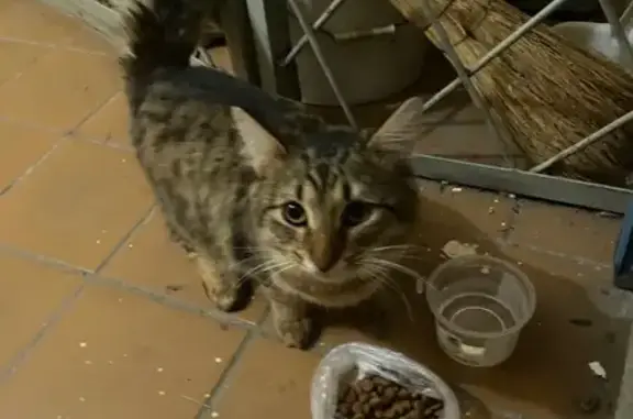 Найдена кошка, Ярославль, фото: Найдена кошка, Павлова, д. 17, Ярославль — испуганная, сидит в подъезде на 1 этаже