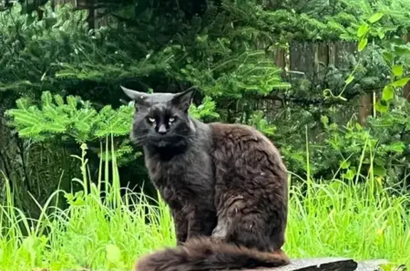 Объявления о пропавших и найденных животных, Соколово, фото: Найдена кошка, Деревня Соколово, Полевая, д. 6, Соколово — очень большой ручной котик, мальчик