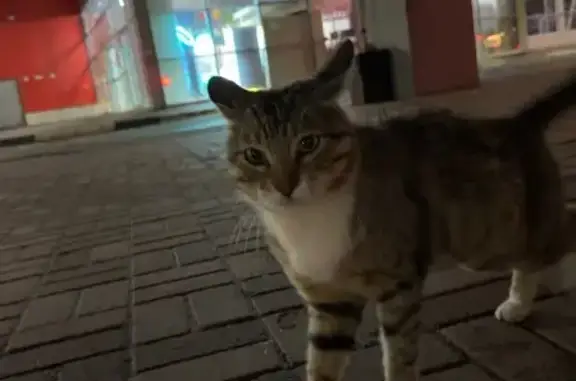 Найдена кошка, Ярославль, фото: Найдена кошка, Ярославль, Машиностроителей, д. 30 — очень ласковая, сидит у Яркого