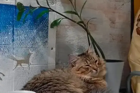 Кошки потеряшки, Кемерово, фото: Потеряшка кошка, Кемерово, Школьная, д. 6 — ласковая, пушистая в полоску