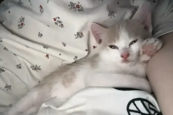 Пропала кошка, Бийск, Нижне-Цесовская, д. 1г, Бийск — рыжий домашний котёнок - photo
