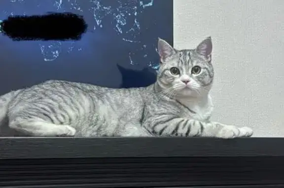 Найдена кошка, Казань, фото: Найдена кошка, Айрата Арсланова, д. 6, Казань — домашняя, подъезд 1