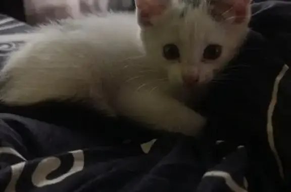 Кошки потеряшки, Тверь, фото: Найдена кошка, Гончаровой, Тверь — котик, примерно полгода