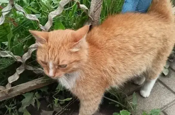 Объявления о пропавших и найденных животных, Сарапул, фото: Найдена кошка, Куединский магазин, Сарапул — с поводком с жёлтыми стразами, ласковая