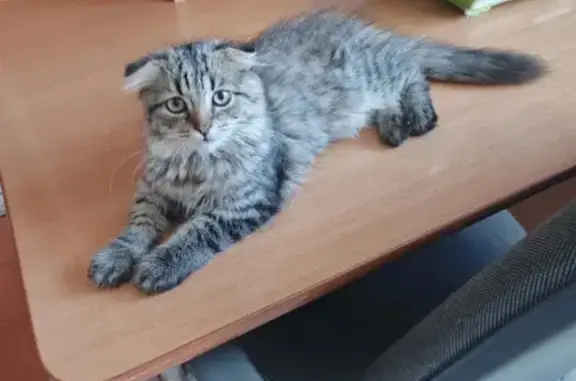 Пропала кошка, Лиски, Фрунзе, Лиски — на шее чёрный ошейник, котёнок 4 месяца - photo