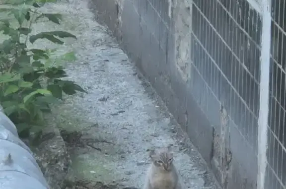 Найдена кошка, Серпухов, фото: Найдена кошка, Серпухов — голубые глаза, маленькие прижатые ушки, белые лапки
