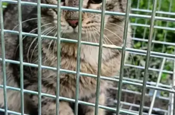 Объявления о пропавших и найденных животных, Красноярск, фото: Найдена кошка, Красноярск, Чайковского, Красноярск — абсолютно спокойная, не агрессивная