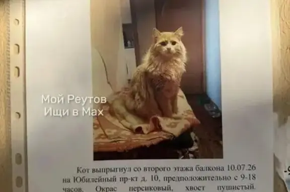 Пропала кошка, Юбилейный пр-кт, д. 10, Реутов — персиковый окрас, пушистый хвост, откликается на Персик - photo