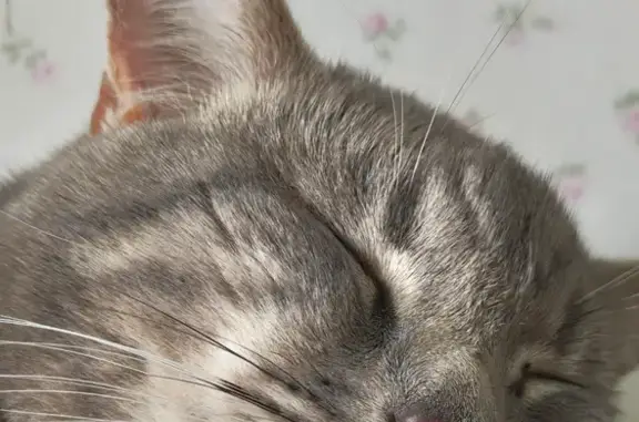 Пропала кошка, Дятьково, Ново-Советская - photo
