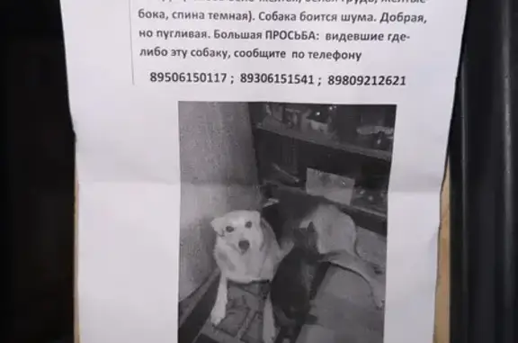 Пропала собака, Район Нижегородский (г Нижний Новгород), им Федоровского, д. 8, Нижний Новгород — в красном ошейнике - photo