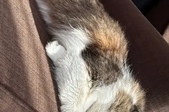Кошки потеряшки, , фото: Потеряшка кошка, Деревня Сабурово, Нагорная — хромой на заднюю лапку, с бельмом на левом глазу