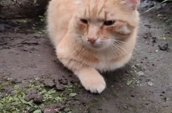 Пропала кошка, улица Урицкого, 3, Ангарск - небольшая лысина на голове - photo