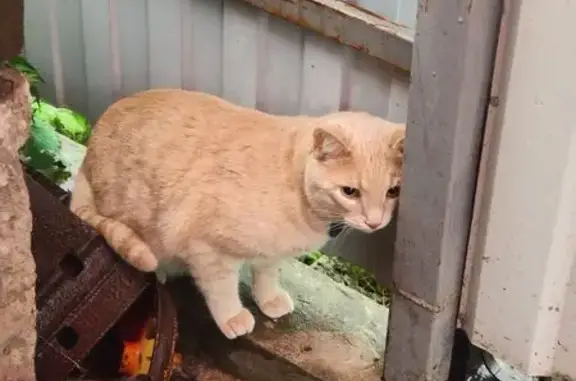 Пропала кошка, Кимовск, Зубовская, д. 1, Кимовск — рыжая в полоску, с зелёным ошейником - photo