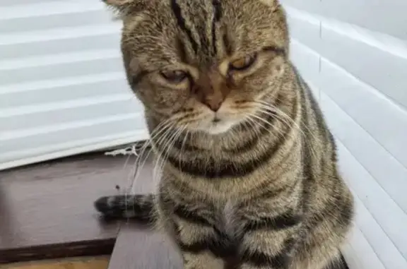 Объявления о пропавших и найденных животных, Копейск, фото: Найдена кошка, Копейск, Советов, д. Столовая завода Пластмасс — на улице ориентируется плохо