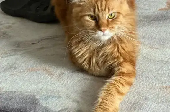 Кошки потеряшки, Тверь, фото: Потеряшка кошка, Тверь, Фрунзе, д. 1, Тверь — рыжая
