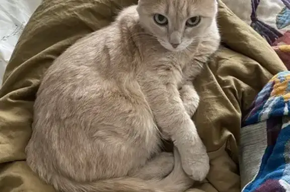 Пропала кошка, Достоевского, д. 53/4, Казань — песочного цвета, 11 лет - photo