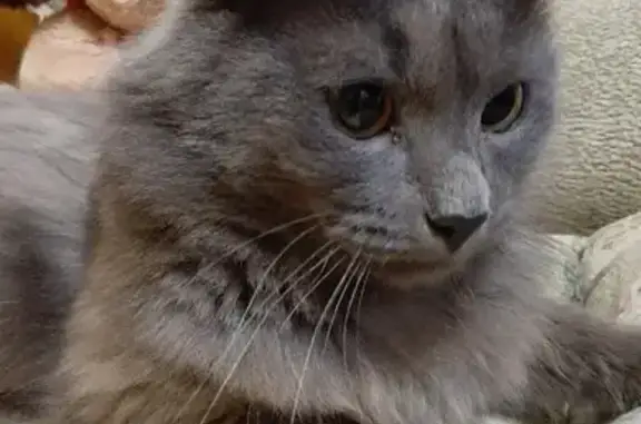 Объявления о пропавших и найденных животных, Тула, фото: Найдена кошка, Пузакова, Тула