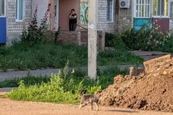 Объявления о пропавших и найденных животных, Ишимбай, фото: Найдена собака, Ишимбай, Губкина, д. 10/1 — сломана лапа