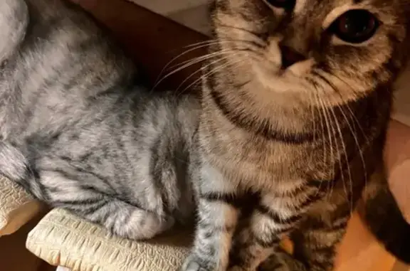 Объявления о пропавших и найденных животных, Псков, фото: Пропала кошка, Псков, Военный городок-3, д. 102 — очень шугливая, 1 год