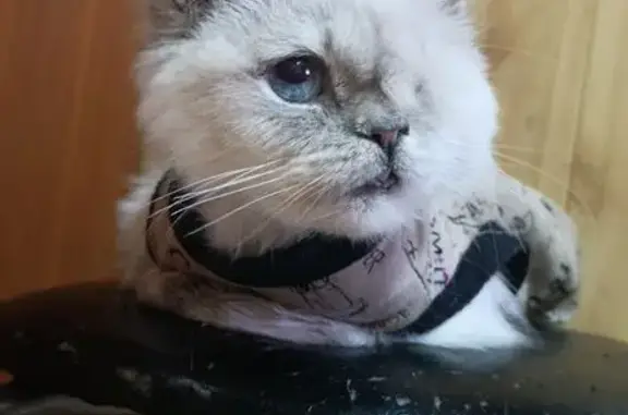 Найдена кошка, Москва, Автозаводская, д. 23 — с одним глазом, повреждена нижняя челюсть - photo
