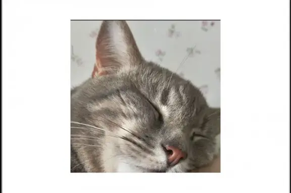 Пропала кошка, Дятьково, Ново-Советская - photo