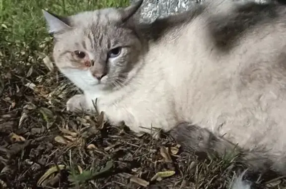 Найдена кошка, , фото: Найдена кошка, Поселок Ильинка, Центральная